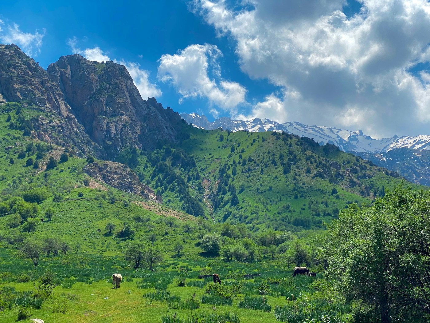 Green meadows beneath the Chimgan mountains